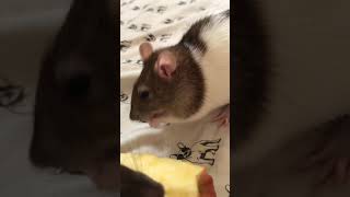 Rats eating a apple 🥺🥺
