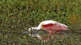 Roseate Sbill