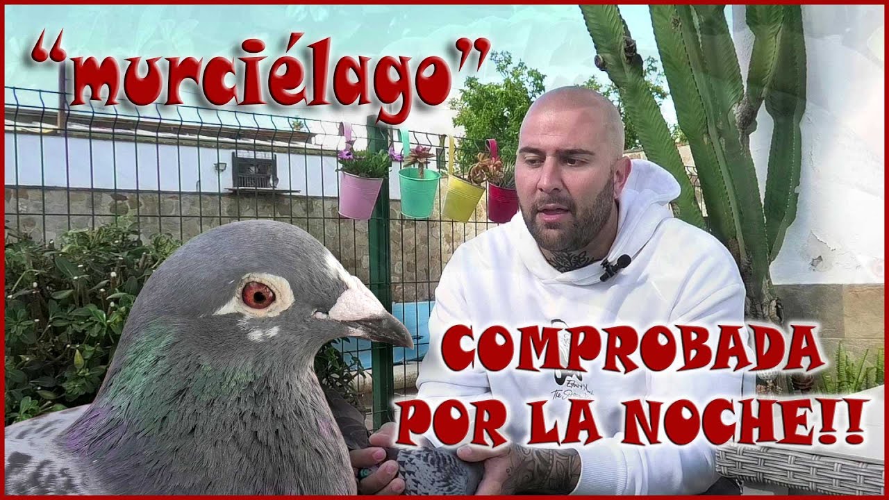 PALOMAS MENSAJERAS.- 