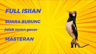 suara burung jalak suren pull isiian , buat masteran burung bahan