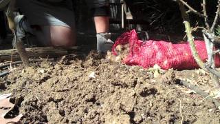 Planting Daffodil Bulbs