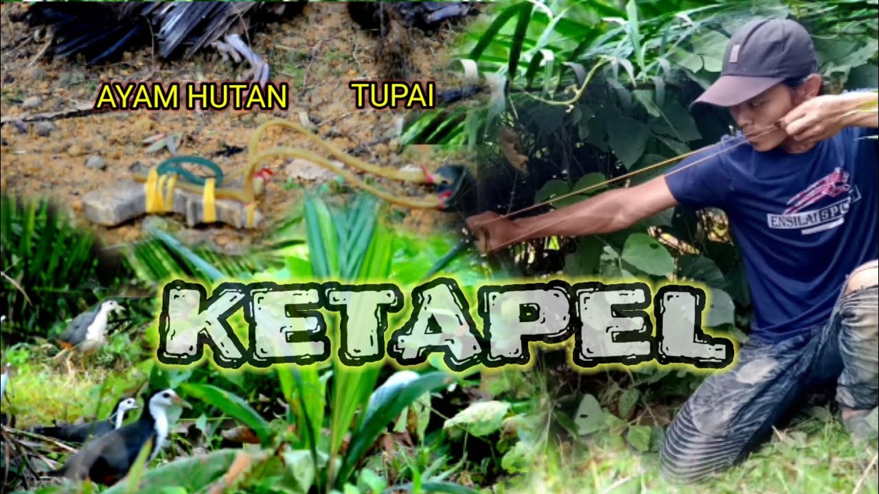 MENGGUNAKAN KETAPEL hunting ayam hutan, penghuni rawa dan tupai terbaru