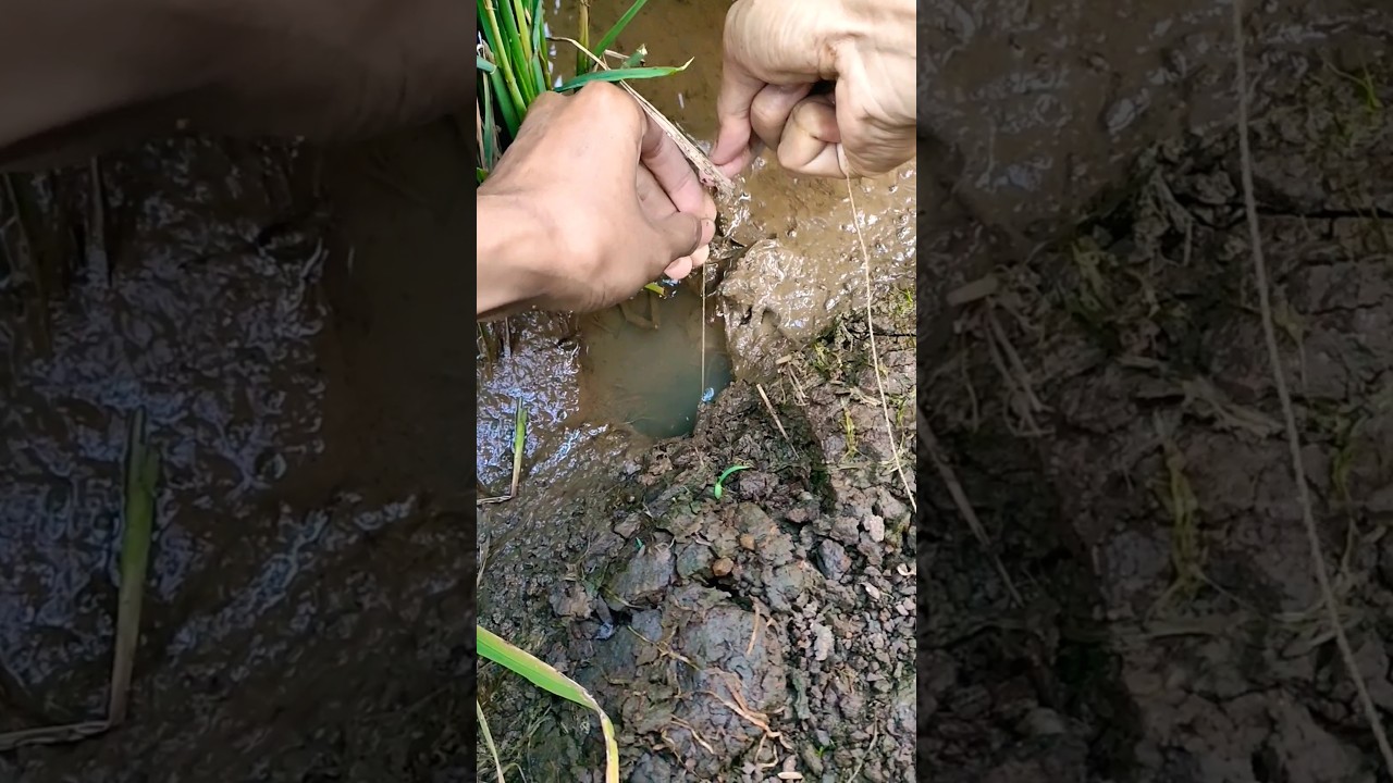CARA AMPUH MANCING BELUT ANTI MONCEL DI SAWAH
