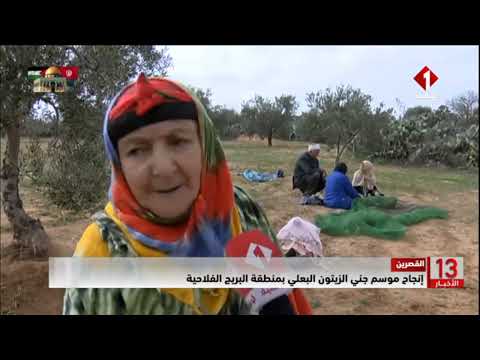 القصرين إنجاح موسم جني الزيتون البعلي بمنطقة البريج الفلاحية