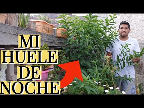 Mi Huele de Noche Ha!! Crecido Enorme / Aprendiendo a Cuidar - YouTube