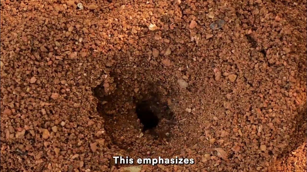 the-ways-of-the-ant-proverbs-6-verse-6-youtube