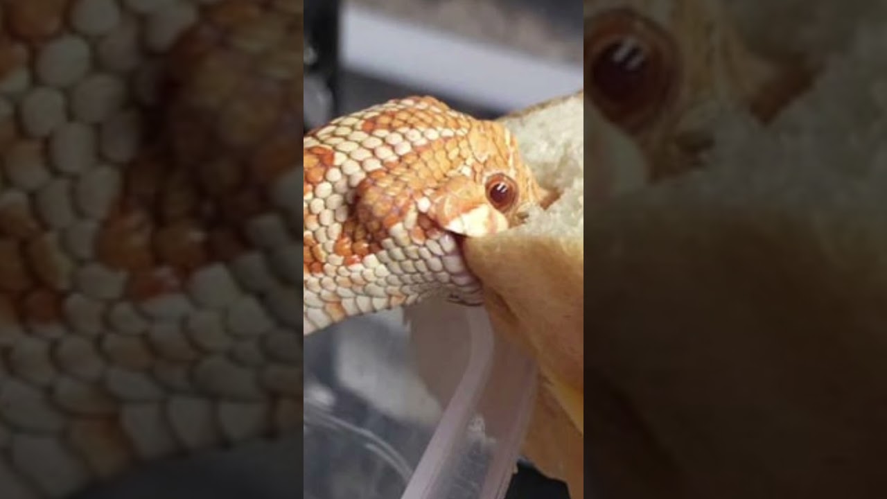 Watch #snake #cute #bread #funny #song on YouTube Watch #snake #cute #bread #funny #song on YouTube