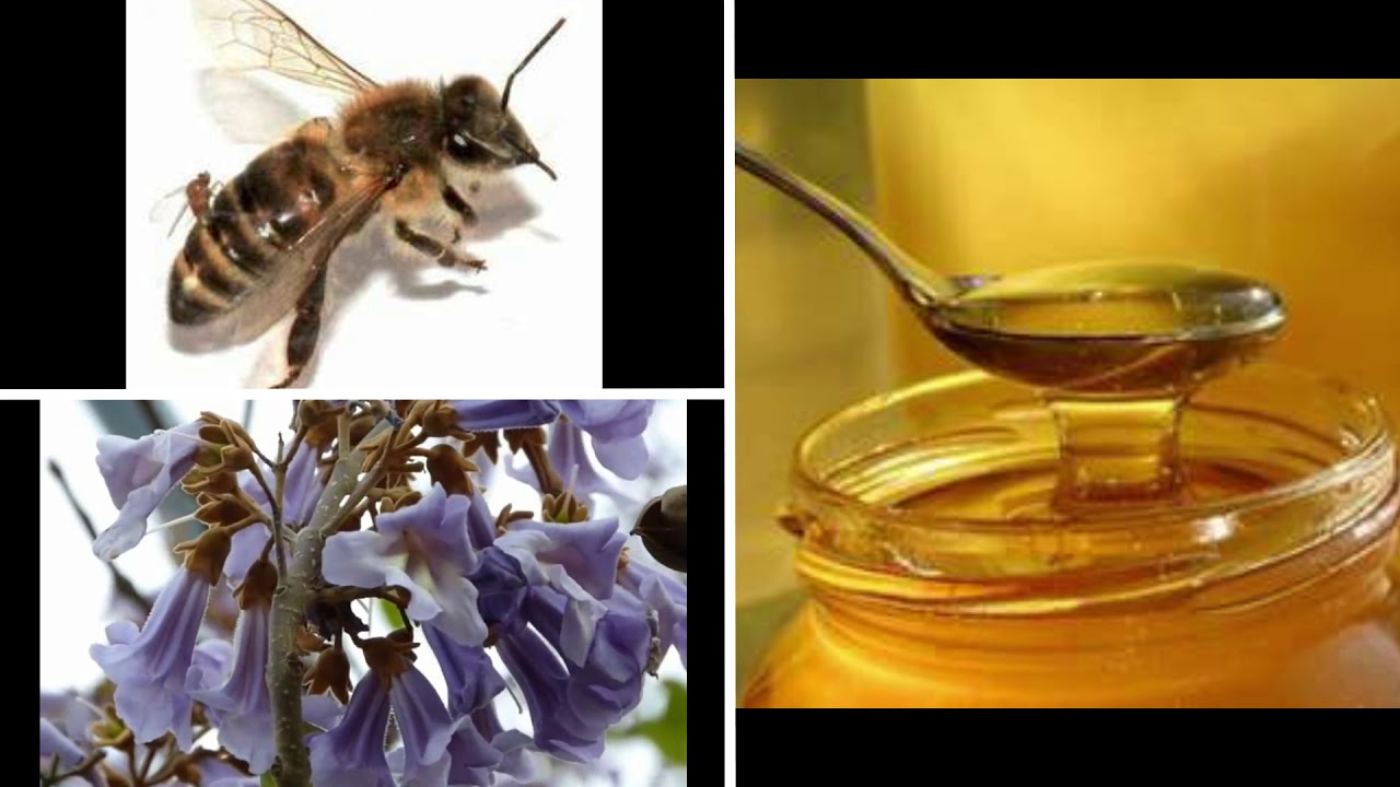 لهذه الأسباب، يجب أن تغرس الباولونيا Paulownia DZ