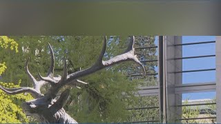 Thompson Elk damaged again only weeks after return