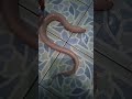 White Eel Looks Unreal 😲 Albino Eel Spotted 🤍🐍 #Nature #FishLovers
