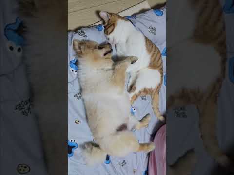 묘생 2년차 참외가 이룬것들 #고양이 #cat