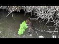 Beaver Swims into Den with Food
