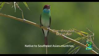 Blue-Throated Bee-Eater -Throated Bee-Eater