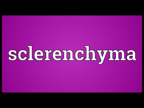 Header of sclerenchyma