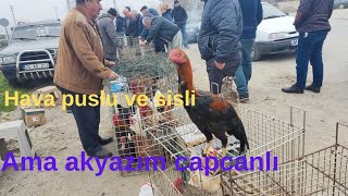 28/02/2024 SAKARYA Akyazı canlı tavuk 🐔 pazarı
