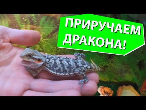 ПРИРУЧАЕМ БОРОДАТУЮ АГАМУ!