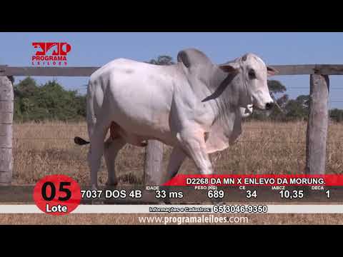 LOTE 05   JJB 7037