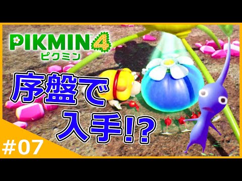 1度に出せる数40匹の序盤で『青オニヨン』の入手を試みる！【ピクミン4