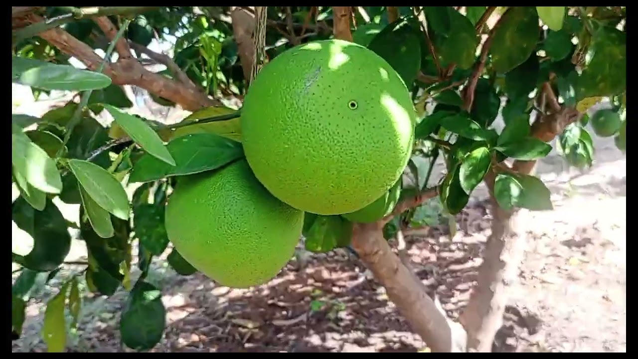 Estou no sertão na casa da minha irmã