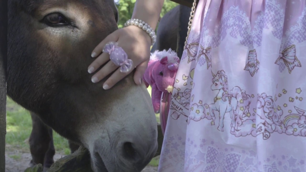 The Donkey Sanctuary Co. Cork, Ireland YouTube