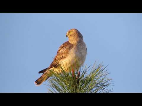 Northern Harrier