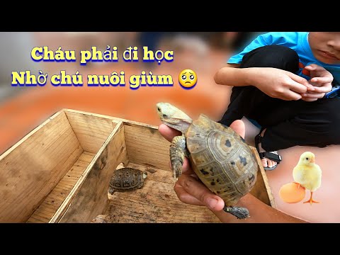 Video: Những gì để phun trên thảm để giữ chó từ đi tiểu