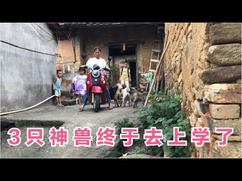 开学的第一天农村宝妈送3只神兽去学校找班级安排好座位 这下可以解放了 【广西一帆妈妈】