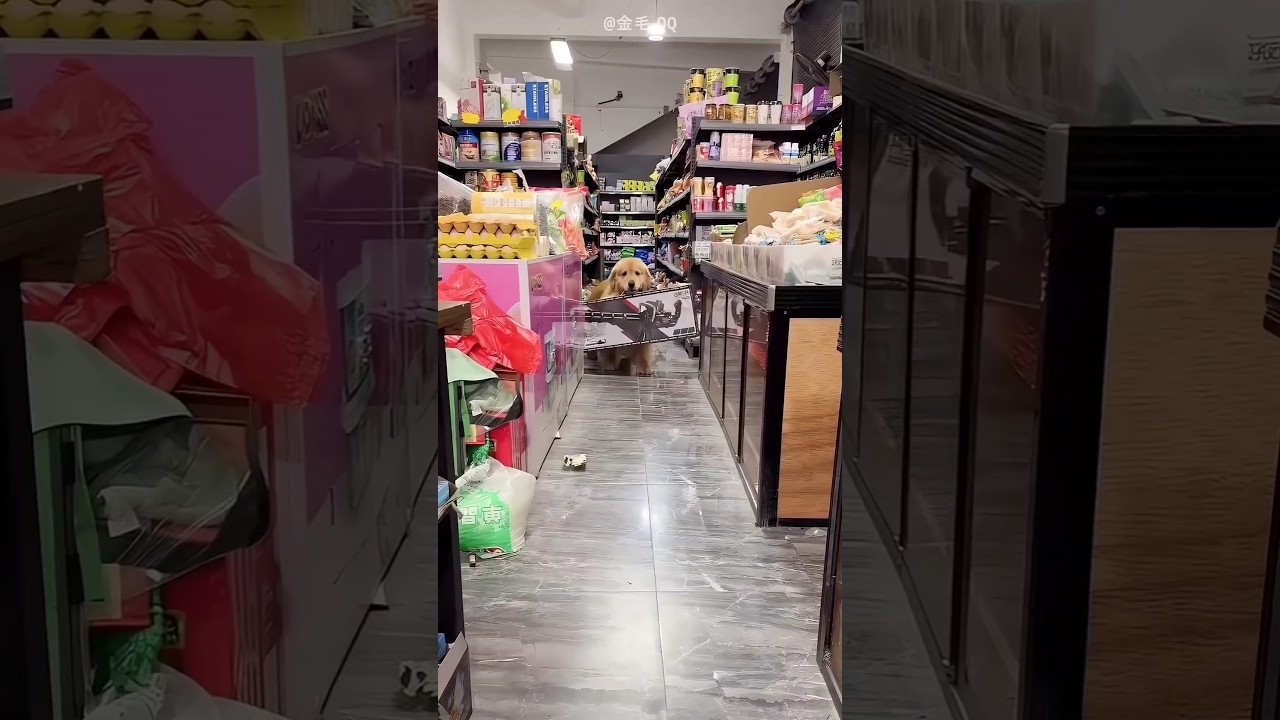 This dog buy toy without money 💰