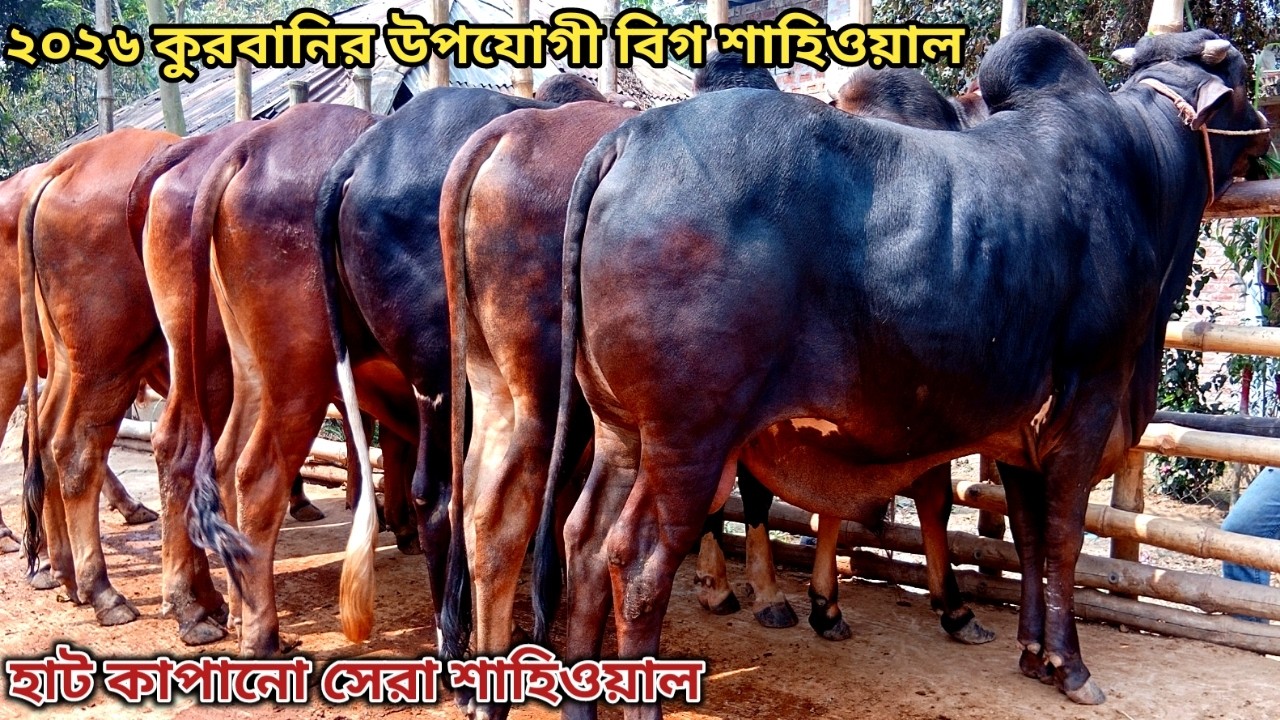 নাত্র ১১৯ হাজার টাকা লটে হাট কাপানো সুপারহিট শাহিওয়াল কালেকশান ।। ২৬/০২/২০২৬