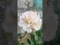 Tilawat Quran| Best tilawat with beautiful voice#islamicvideo#Islamic video# 2025#shorts#viralvideo#