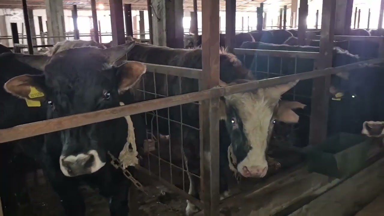 Окорм быков с первого дня по шаговой, цена на мясо подниматься или нет?!