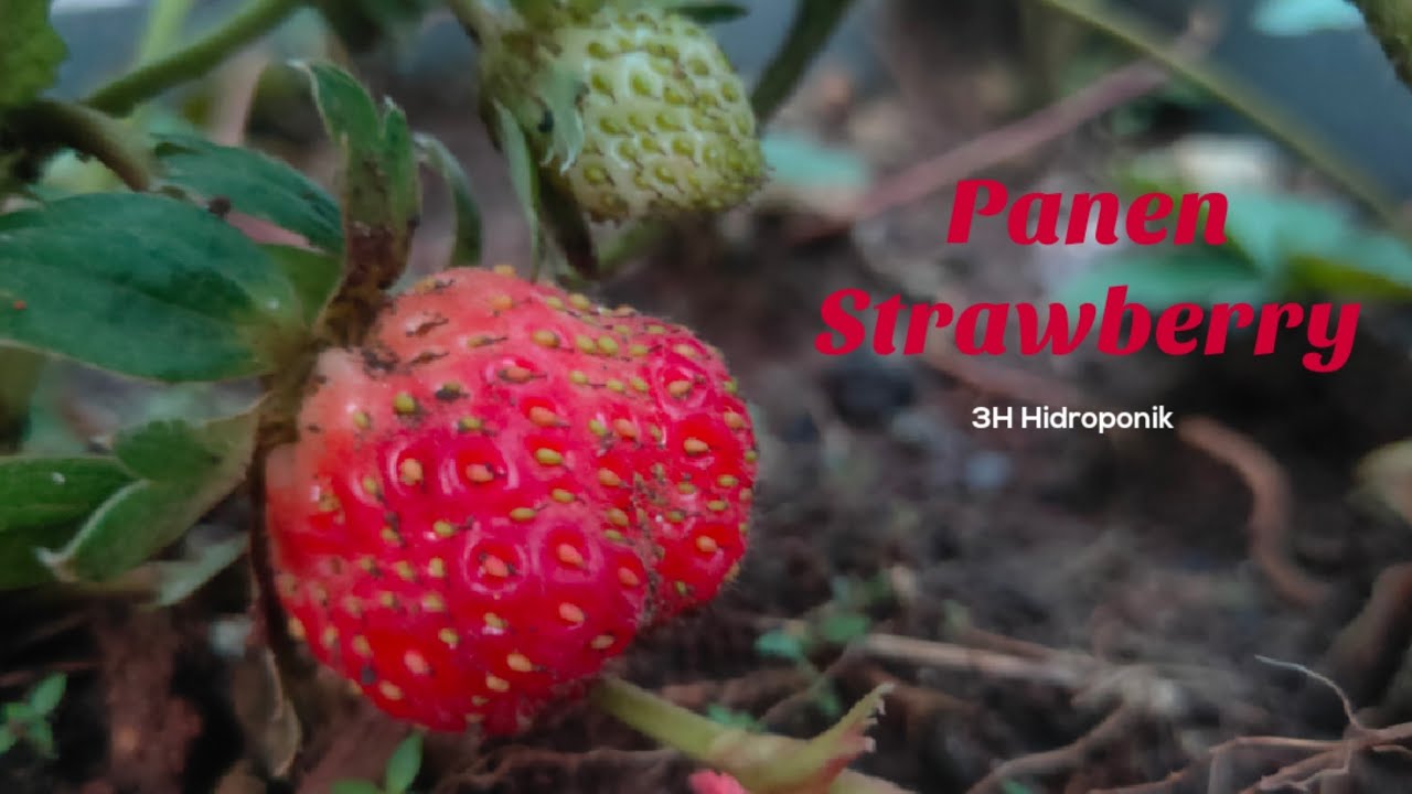 Cara menanam strawberry, panen strawberry pertama 