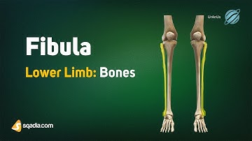 Lower Limb: Bones | Fibula | Anatomy of the Hip Joint | Bones, Ligaments and Muscles