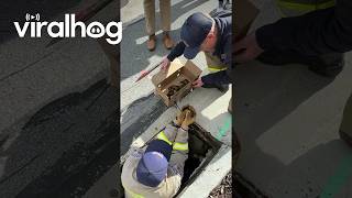 Firefighters Save Baby Ducks Trapped in Storm Drain || ViralHog