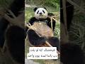 هيحصلك إيه لو بقيت دب باندا يوم واحد معلومات اكسبلور    معلومات غريبة