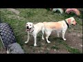 Палевые лабрадоры Малибу и Пери. Бурное знакомство. Pale yellow Labradors Mike and Peri.