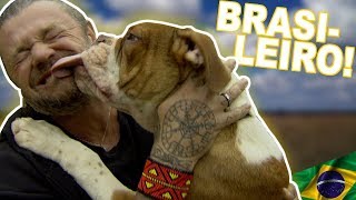 BULDOGUE CAMPEIRO, UMA RAÇA BRASILEIRA  |  RICHARD RASMUSSEN