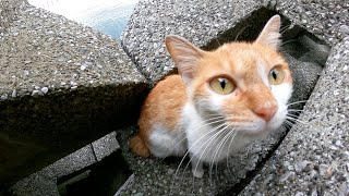 恥ずかしがり屋の茶シロ猫が消波ブロックの隙間に逃げ込む