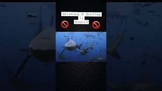 Swim If You Dare #shorts #reel #shark #meme #dark #viral #shortsbeta #viralreel #sub #view #wtf