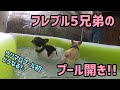 プール開きしました。ウリマロは初!!【French Bulldogs　프렌치 불독　法国斗牛犬】