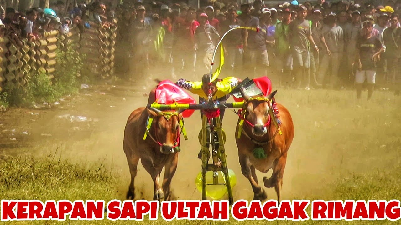 VIDEO FULL KERAPAN SAPI ULTAH GAGAK RIMANG HARI MINGGU || PERANG BINTANG JAWA MADURA