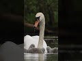 Swan cygnets get their first taste of pond weed #muteswan #robertefuller #discoverwildlife