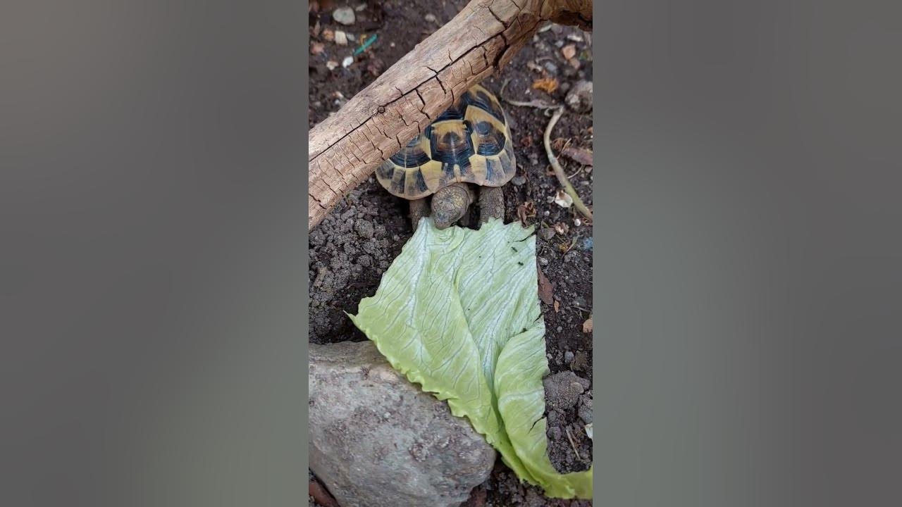 Schildkröte frisst Salat😋🥬🎙 YouTube