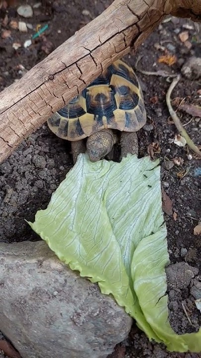 Schildkröte frisst Salat😋🥬🎙 YouTube