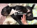 ショートで出したかったけど横向きってショートにできないのぉ？？？