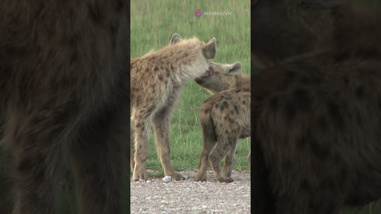 Meet the Four Hyena Species!