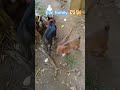 Askal dogs #dogs #viral