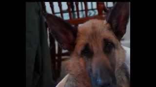 Tressa's Journey Virginia German Shepherd Rescue