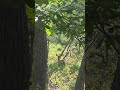 #Deer
