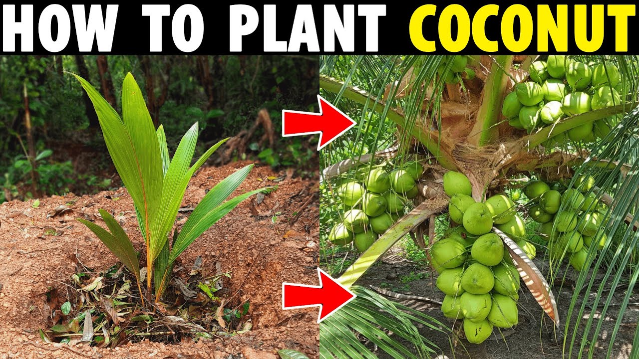 how to plant coconut tree | coconut planting method | how to grow coconut
